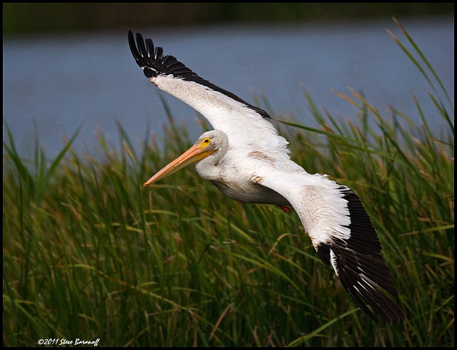 _1SB6522 american white pelican.jpg